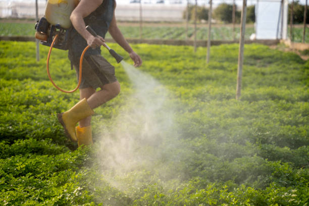 Best Affordable Pest Control Services  in Belen, NM