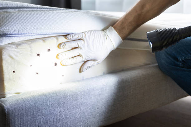 Best Pest Control Near Me  in Belen, NM