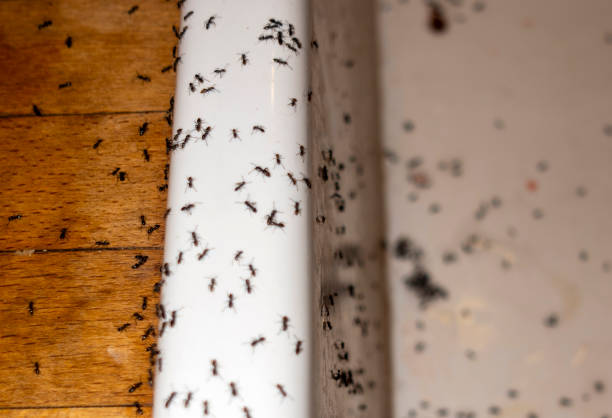 Best Insect Control  in Belen, NM