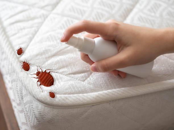 Best Exterminator Services  in Belen, NM